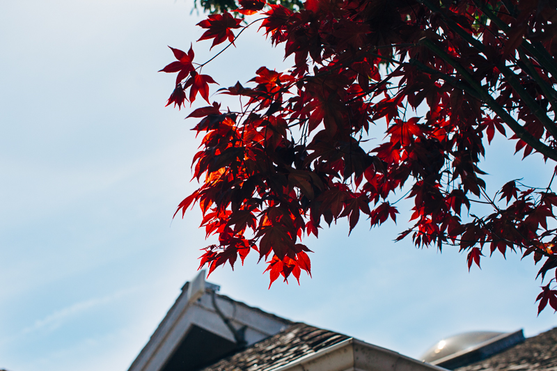 Amber & Sean (Blog)-3