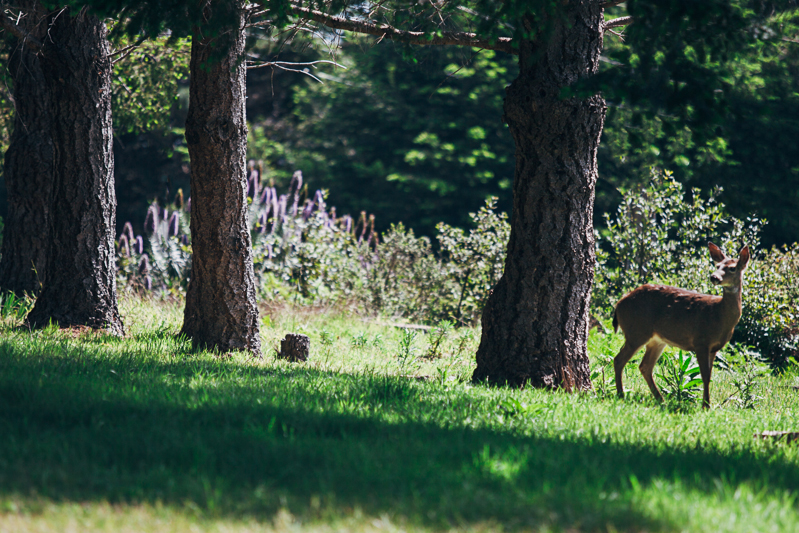 Amber & Sean (Blog)-4