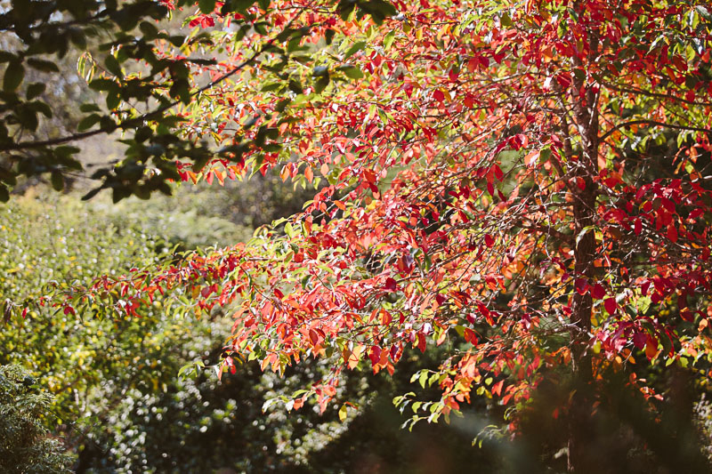 Rachael & Ike (Blog) (58)