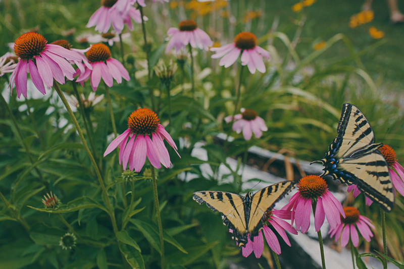 D&R Wedding (Blog)-6