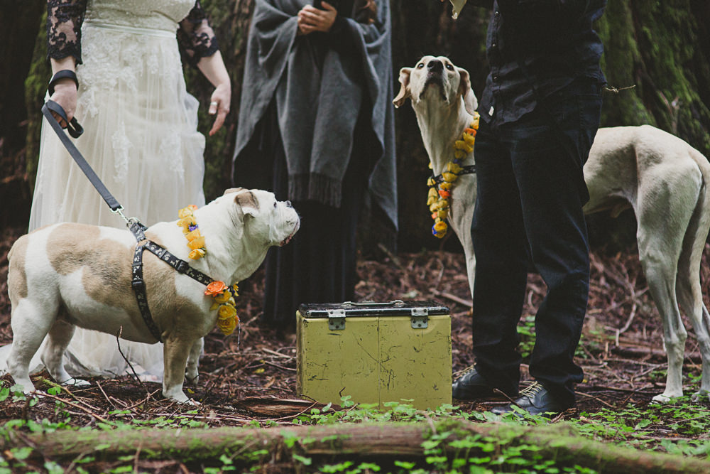 Redwoods elopement Denzil Tim-12
