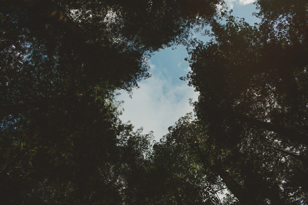 Redwoods elopement Denzil Tim-7