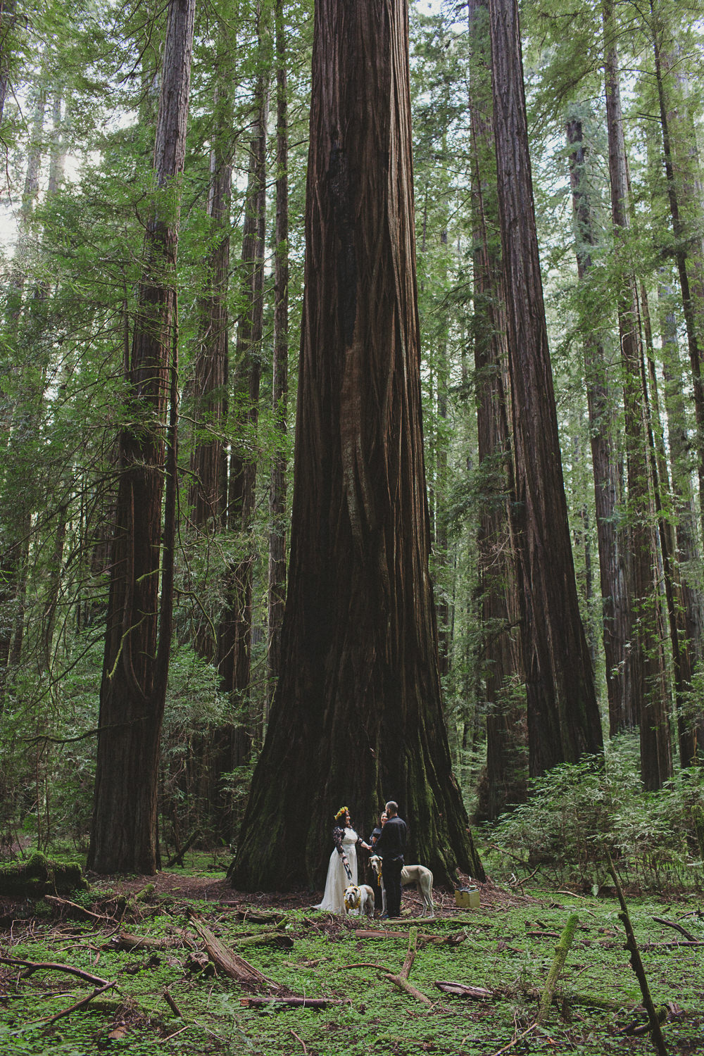 Redwoods elopement Denzil Tim-9