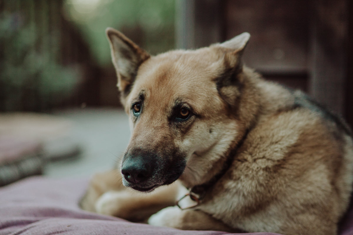 Humboldt outdoor wedding April Brian -89