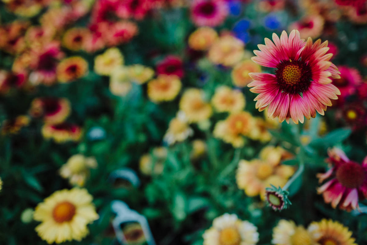 HJ humboldt willow creek wedding photographer-7