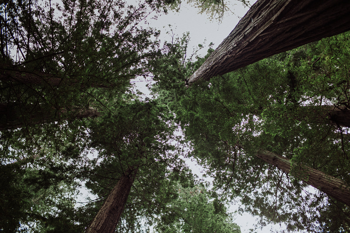 Katie Landon redwoods elopement-4