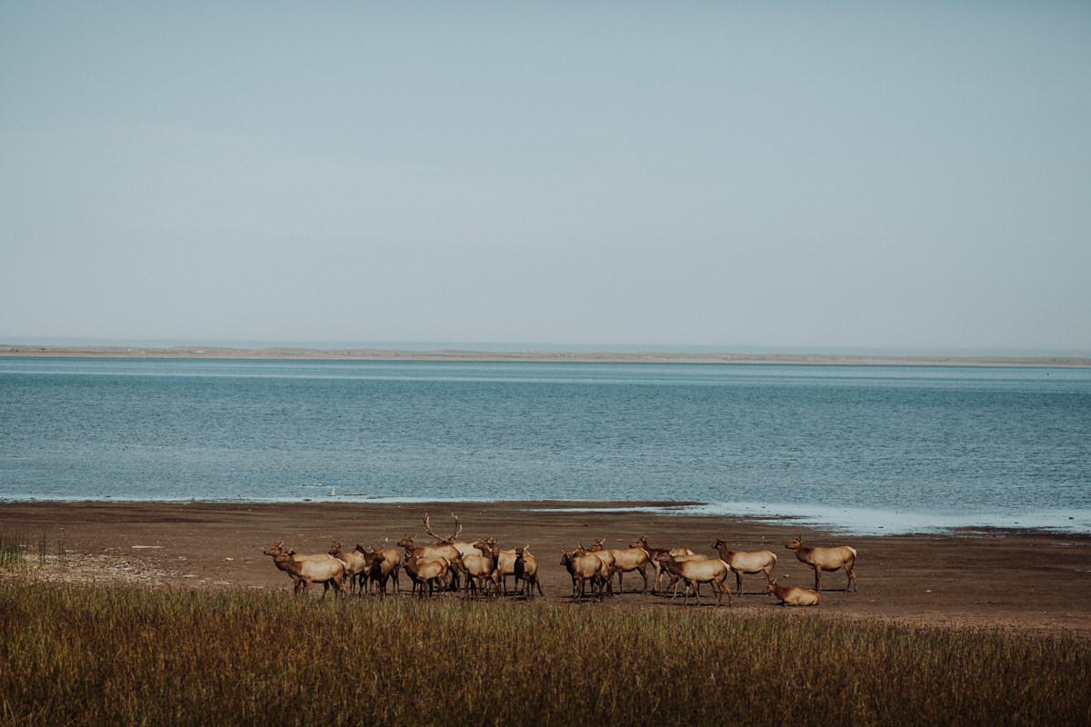 julie-ivy-humboldt-elopement-photographer-4