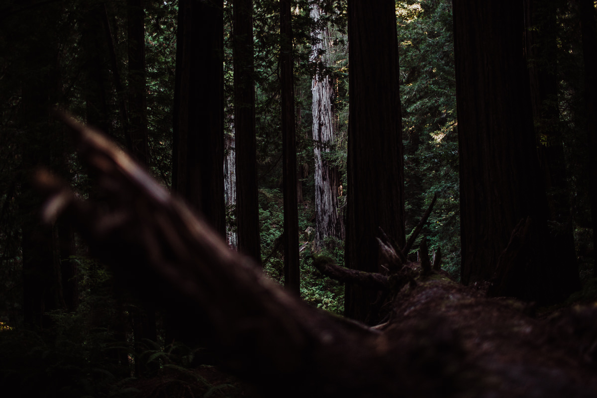 mm-elopement-wedding-redwoods-3