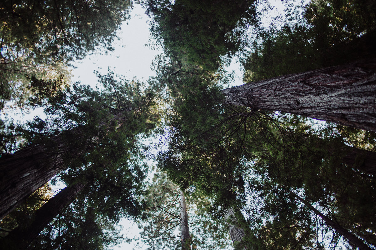 mm-elopement-wedding-redwoods-4