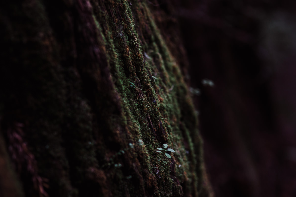 mm-elopement-wedding-redwoods-6