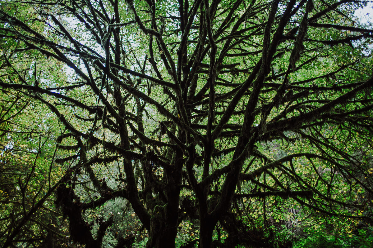 mm-elopement-wedding-redwoods-7