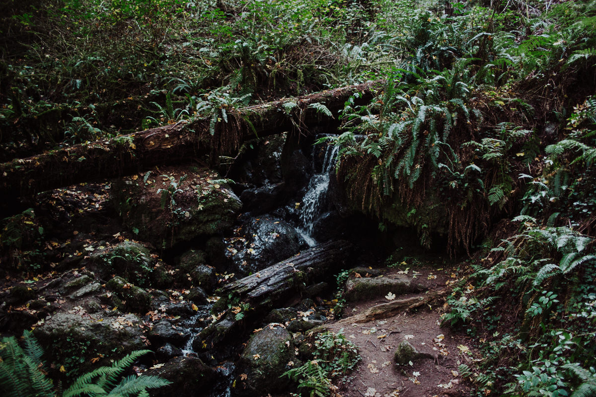 mm-elopement-wedding-redwoods-8
