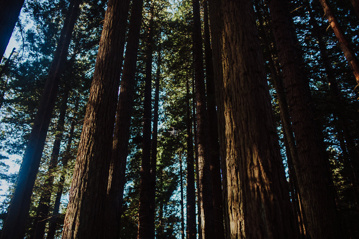 BG redwoods wedding photographer-29