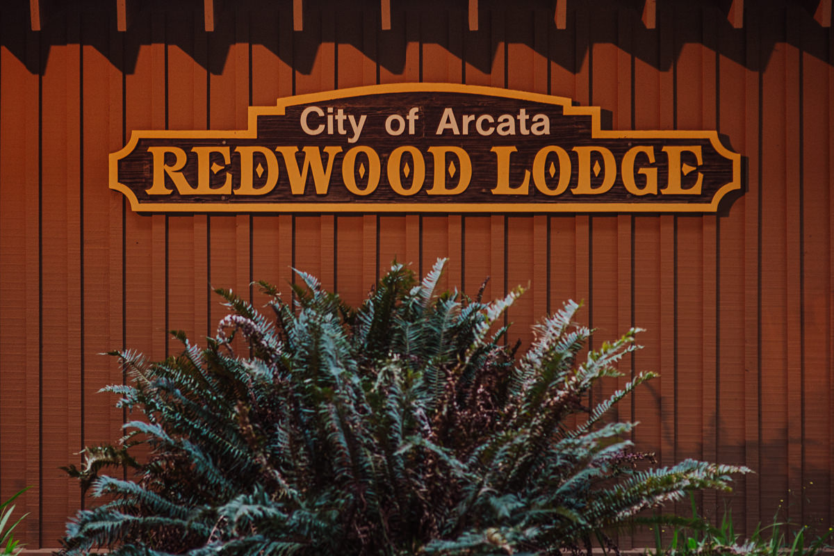 BG redwoods wedding photographer-54