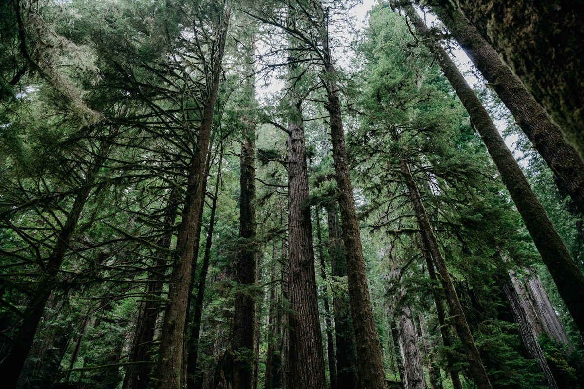 Carrie Thomas Redwoods Wedding photographer-20