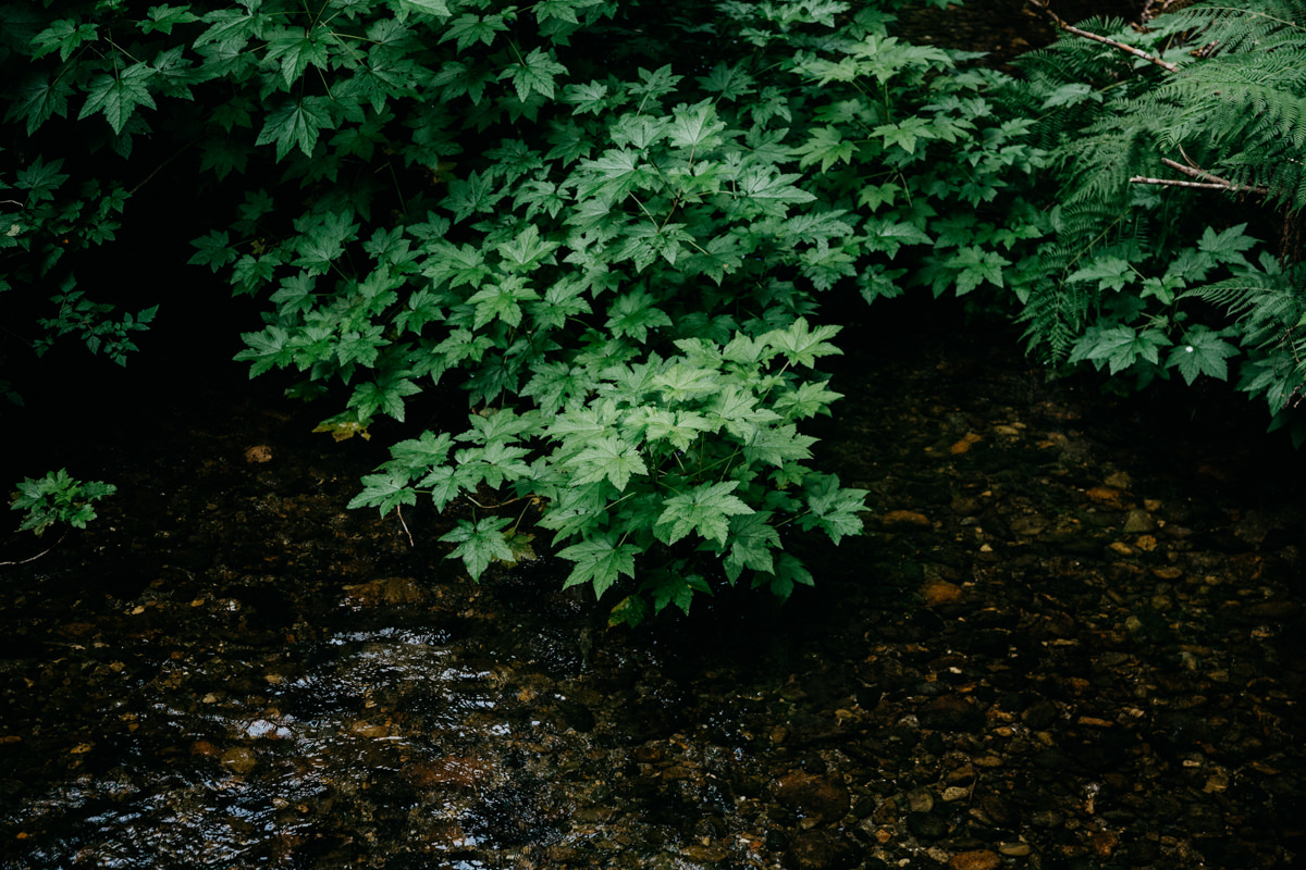 Carrie Thomas Redwoods Wedding photographer-21