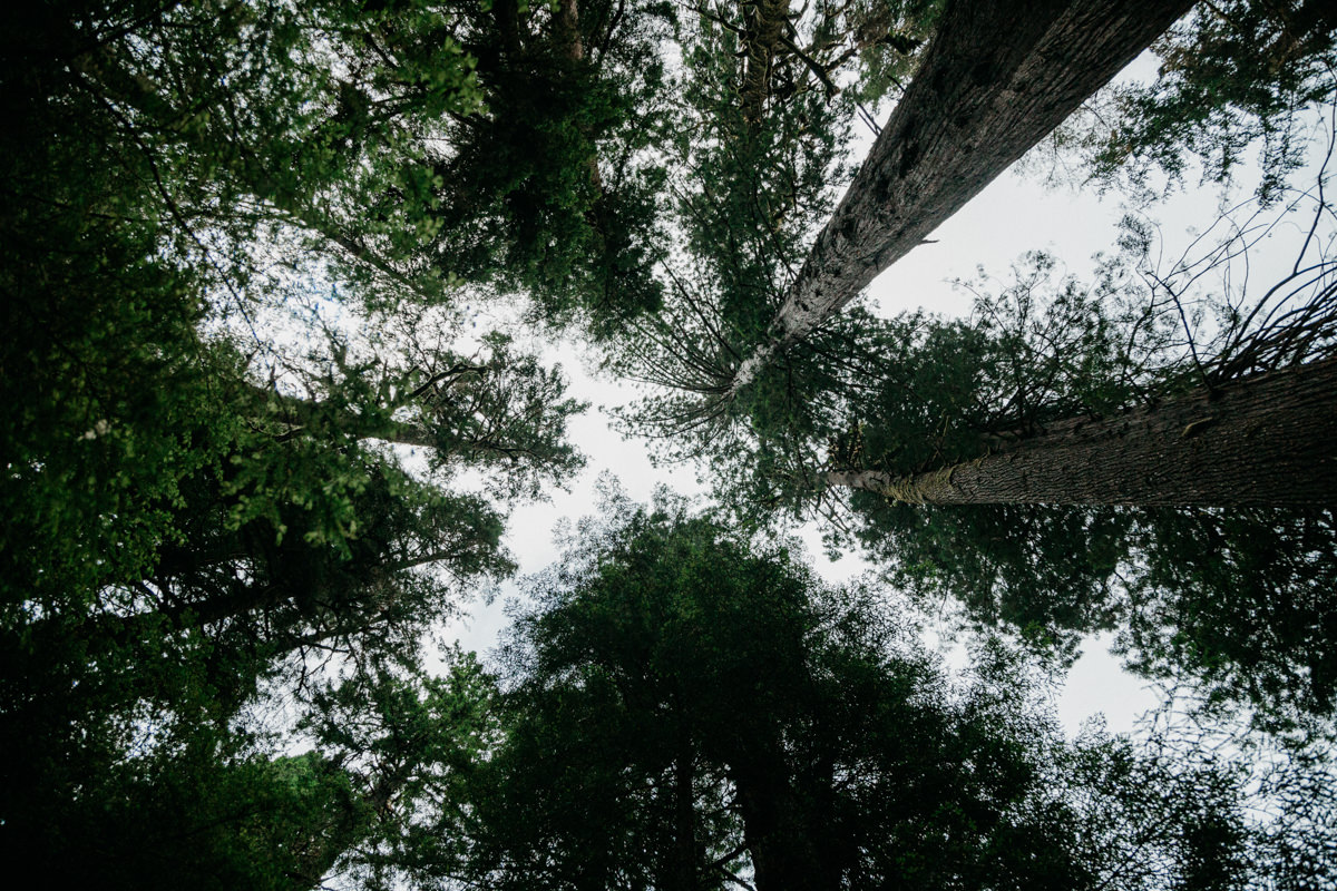 Carrie Thomas Redwoods Wedding photographer-23