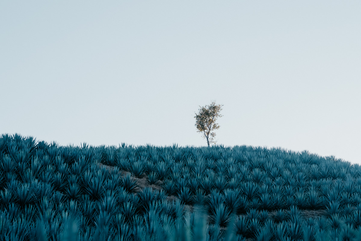 Leon Villagomez Humboldt Photographer-21